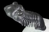 Paralejurus Trilobite Fossil - Unreal Preparation #108754-5